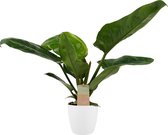 Kamerplant van Botanicly – Philodendron imperial Green incl. sierpot wit als set – Hoogte: 45 cm