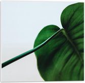 Forex - Groen Blad op Witte Achtergrond  - 50x50cm Foto op Forex