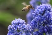 Blauwe druifjes / Muscari Blue Spike / 200 bloembollen / grootse bloemen