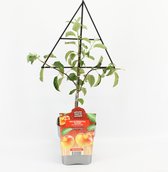 Fruitplant Appel op driehoek rek - Malus domestica 'Elstar'  - hoogte 60 / 70 cm