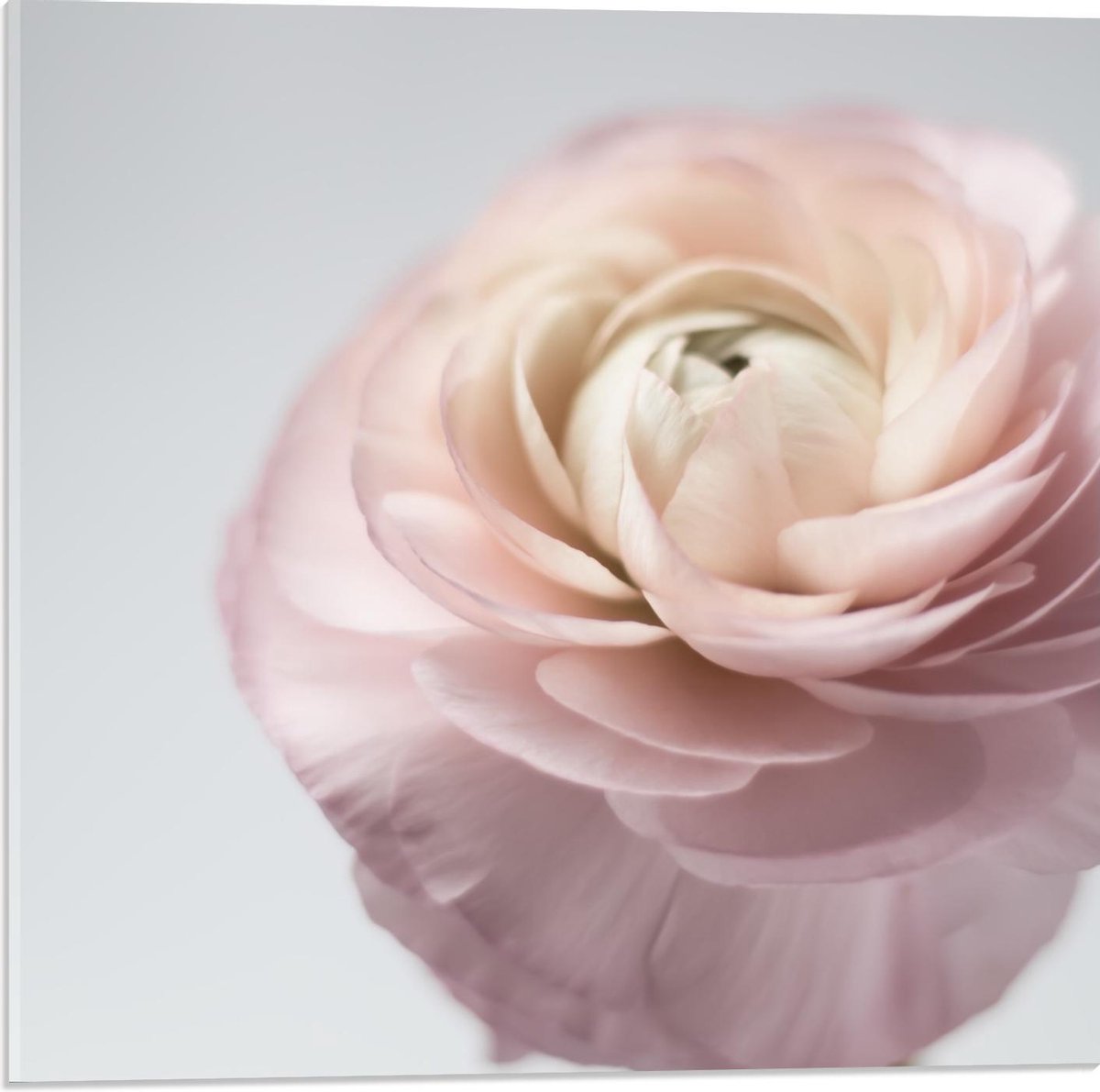 Plexiglas - Lichtroze Bloem met Witte Achtergrond - 50x50cm Foto op Plexiglas (Wanddecoratie op Plexiglas)