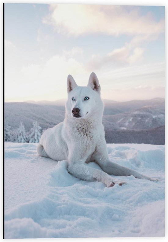 Dibond - Witte Husky met Blauwe Ogen in de Sneeuw - Foto op Aluminium (Wanddecoratie van metaal)