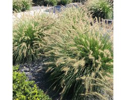 6x Pennisetum Alopecuroides Hameln - Lampenpoetsersgras in 2 liter kweekpotten planthoogte 20-30cm