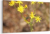 Schilderij - Vlinder — 90x60 cm