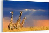 Schilderij - Giraffen in Nationaal park van Kenia — 100x70 cm
