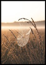 Poster Cobweb - 50x70 cm - Poster Fotokunst - WALLLL