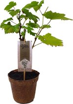 Witte druivenplant - Supaga - Organic Family