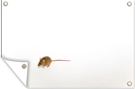 Affiche de jardin Souris devant un fond blanc toile en vrac 90x60 cm - Toile de jardin / Toile d'extérieur / Peintures d'extérieur (décoration de jardin)