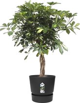 Hellogreen Kamerplant - Vingersboom Schefflera Arboricola 'Gold' - ↕ 100 cm - Elho Greenville zwart