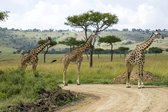 Tuinposter| Giraffen Op Pad 180cm X 120cm– Tuinposter Voor Buiten / XXL / Buitencanvas/ Spandoek / Tuinschilderij (tuindecoratie) / Dieren / Giraffe + Ringen Om De 50cm