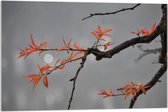 Acrylglas - Tak met Oranje Blaadjes en Volle Maan op de Achtergrond  - 90x60cm Foto op Acrylglas (Met Ophangsysteem)