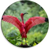 Dibond Wandcirkel - Roze Tropische Vogel  - 50x50cm Foto op Aluminium Wandcirkel (met ophangsysteem)