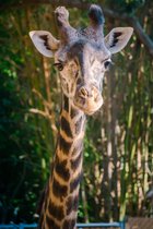Tuinposter| Close-up Van Een Giraffe 160cm X 240cm– Tuinposter Voor Buiten / XXL / Buitencanvas/ Spandoek / Tuinschilderij (tuindecoratie) / Dieren / Giraffe + Ringen Om De 50cm