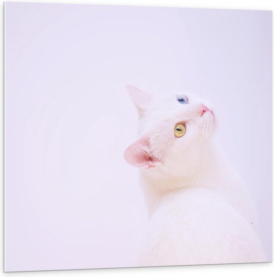 Forex - Witte Kat met Blauw/Geel Kat - 100x100cm Foto op Forex