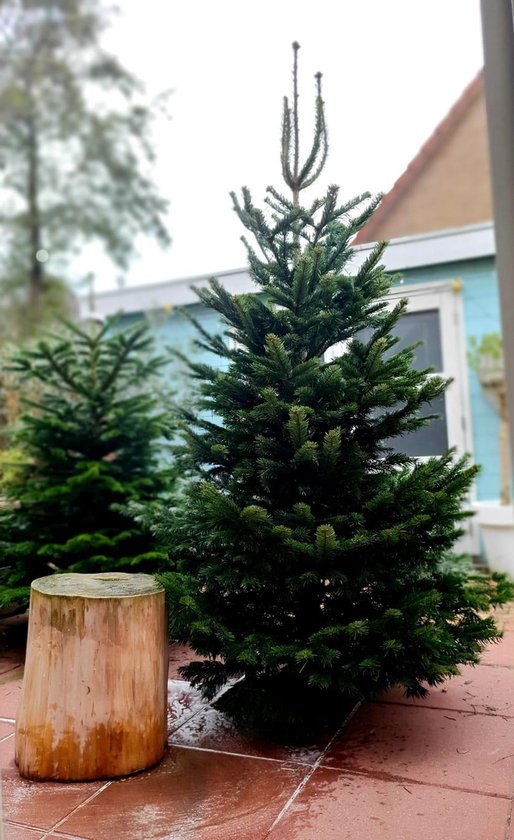 Missionaris Vlot Misleidend Kerstboom Nordmann 2 meter, prachtig hoog en vol, duurzaam gekweekt in  Denemarken. | bol.com