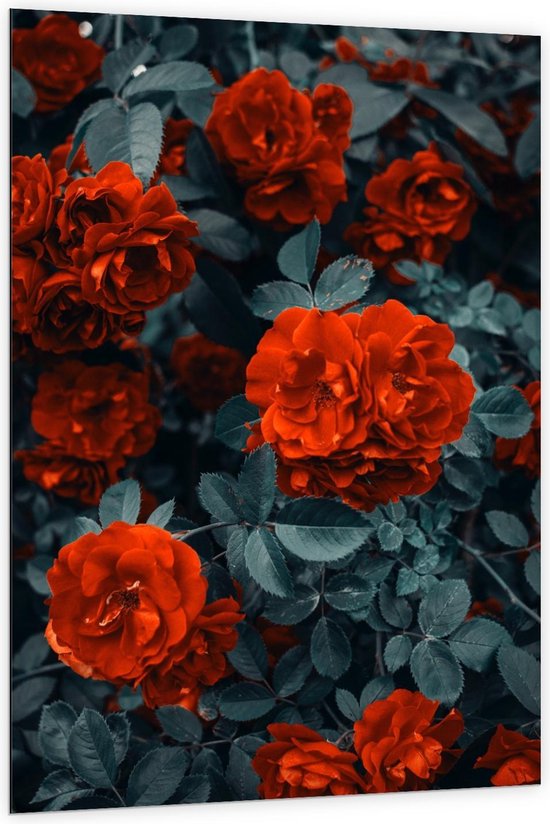 Dibond - Rode Bloemen in Struik - 100x150cm Foto op Aluminium (Met Ophangsysteem)