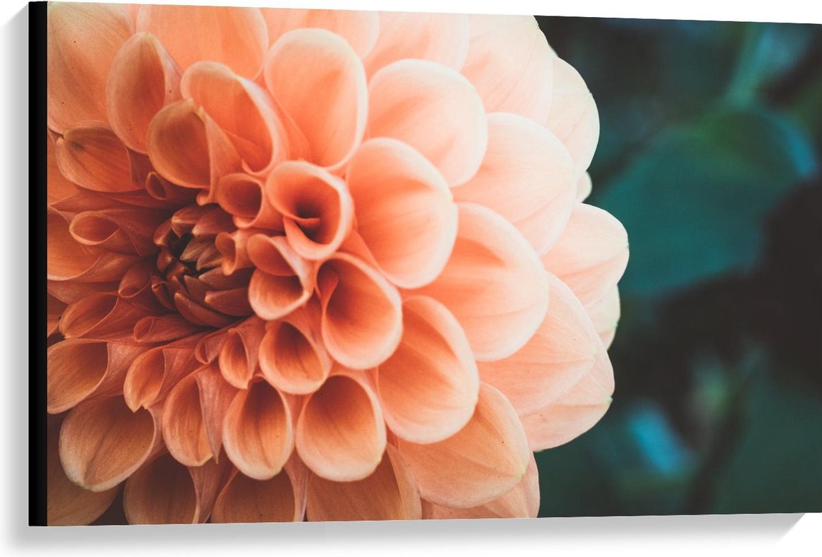 Canvas - Roze Open Bloem - 90x60cm Foto op Canvas Schilderij (Wanddecoratie op Canvas)
