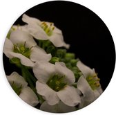 Dibond Wandcirkel - Witte Bloembos - 90x90cm Foto op Aluminium Wandcirkel (met ophangsysteem)