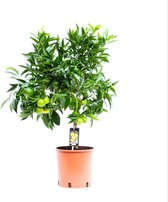 Citrus Clementine