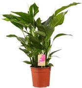 Kamerplant van Botanicly – Lepelplant  – Hoogte: 105 cm – Spathiphyllum Sweet Lauretta