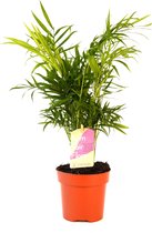 Kamerplant van Botanicly – Mexicaanse Bergpalm – Hoogte: 35 cm – Chamaedorea elegans