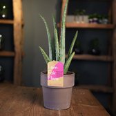 Kamerplant van Botanicly – Aloe Vera met grijze sierpot als set – Hoogte: 30 cm