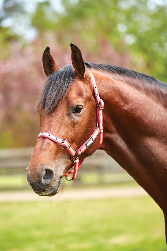 Weatherbeeta licou cheval rayé rose-orange-jaune taille pleine | bol.com