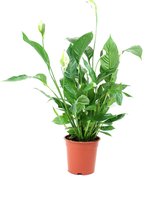 Spathiphyllum (Lepelplant) - Hoogte ↕75 cm | in Kwekerspot ⌀19 cm