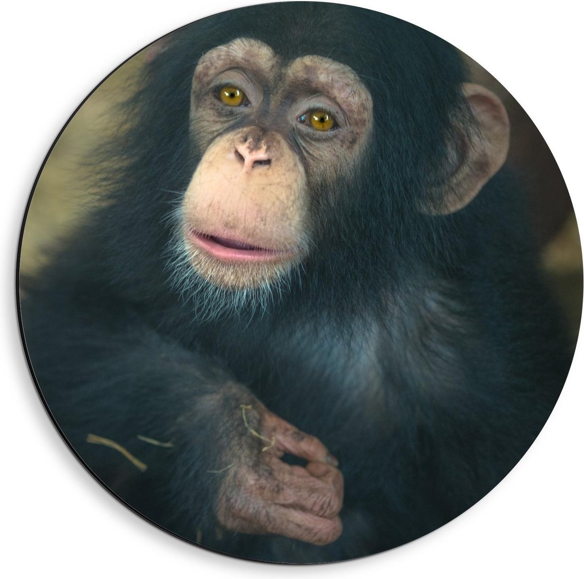 Dibond Wandcirkel - Chimpansee Baby - 40x40cm Foto op Aluminium Wandcirkel (met ophangsysteem)