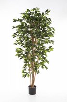 Croton Variegatum Tamara | Wonderstruik