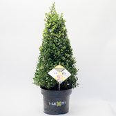 2x Ilex Crenata Dark Green Kegel  - Japanse Hulst in 5 liter pot met planthoogte 50cm