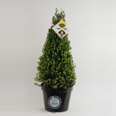 2x Ilex Crenata Dark Green Kegel planthoogte 60cm - Japanse Hulst in 7.5 liter pot