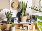 Beliani YUCCA - Kunstplant - groen - synthetisch materiaal