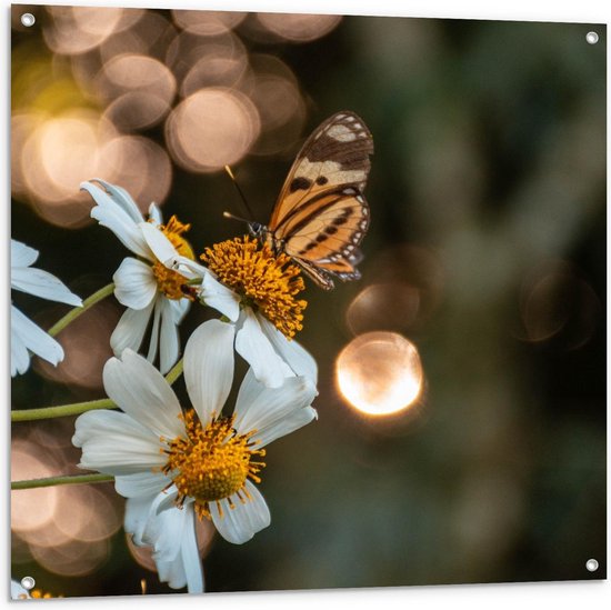 Tuinposter – Witte Bloemen met Vlinder - 100x100cm Foto op Tuinposter  (wanddecoratie voor buiten en binnen)