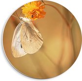Forex Wandcirkel - Witte Vlinder op Gele Bloem - 40x40cm Foto op Wandcirkel (met ophangsysteem)