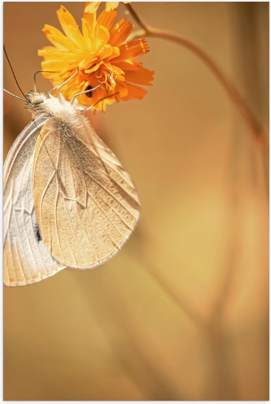 Poster - Witte Vlinder op Gele Bloem - Foto op Posterpapier