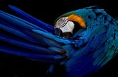 Beautiful parrot 180 x 120  - Dibond + epoxy