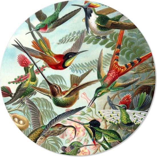 Graphic Message - Print op Dibond Cirkel - Kunstformen der Natur - Wandcirkel Vogels - Kolibries