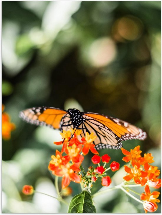 Poster – Oranje Vlinder op Oranje Bloem - 30x40cm Foto op Posterpapier