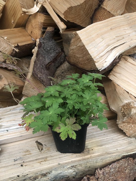 Geranium macrorrhizum Ingwersen's Variety