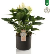 Anthurium White in Bari Keramiek Grey  ()