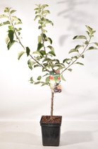 Patio Appelboom - Malus domestica 'Jonagold' - Fruitboom – hoogte 90 - 100 cm
