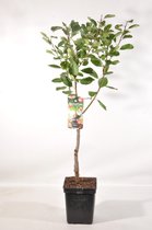Patio Pruimenboom- Prunus domestica 'Opal' - Fruitboom – hoogte 90 -100 cm