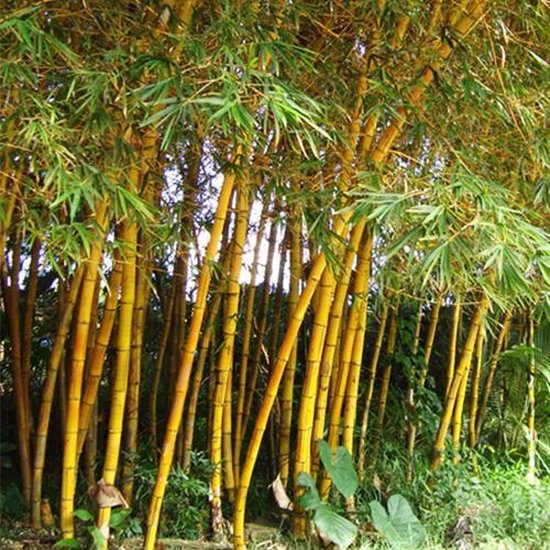 Foto speler Menselijk ras Fargesia robusta bamboe bamboo, vaste plant voor tuin terras en balkon. |  bol.com