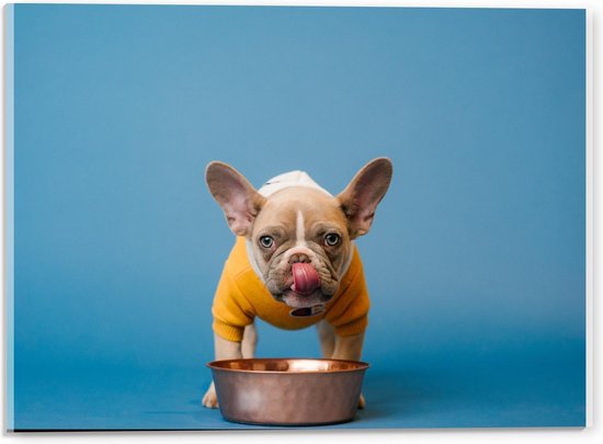 Acrylglas - Etend Hondje met Gele Trui aan  - 40x30cm Foto op Acrylglas (Met Ophangsysteem)
