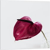 Acrylglas - Paars/Roze Blad - 100x100cm Foto op Acrylglas (Wanddecoratie op Acrylglas)