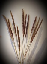 Fluffy Pampas 80cm