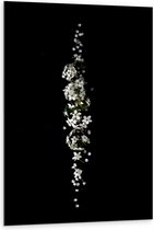 Dibond - Witte Bloemen op Zwarte Achtergrond  - 80x120cm Foto op Aluminium (Wanddecoratie van metaal)