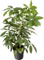 Schefflera Amate 130 cm