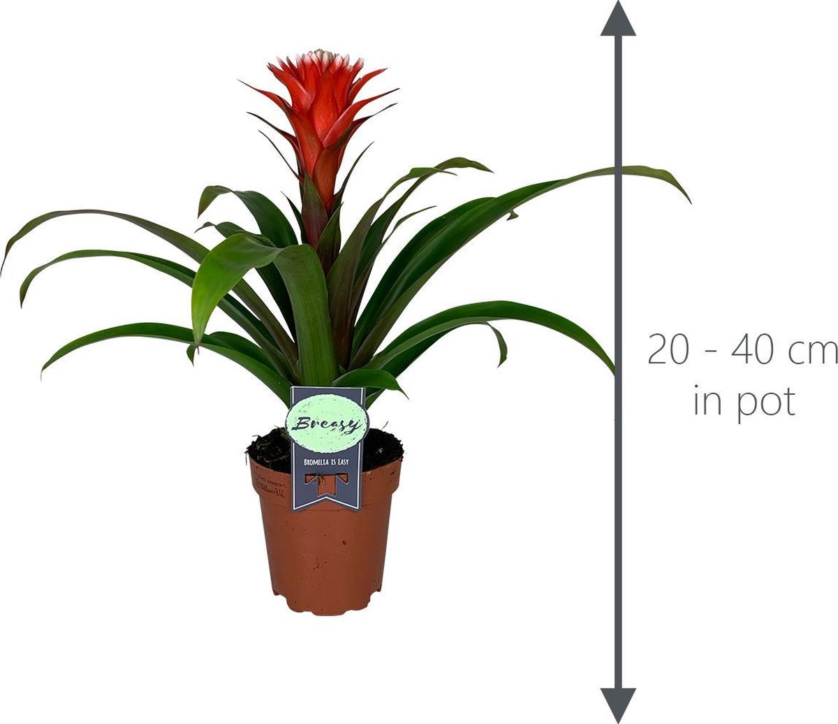 Bromélia Guzmania Hope - Plante D'intérieur Fleurie Exotique 40-50 Cm